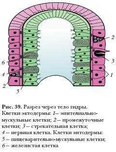 Сайт блэкспрут на торе что это