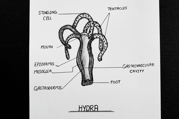 Kraken регистрация