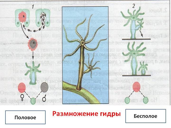 Где можно купить бошки